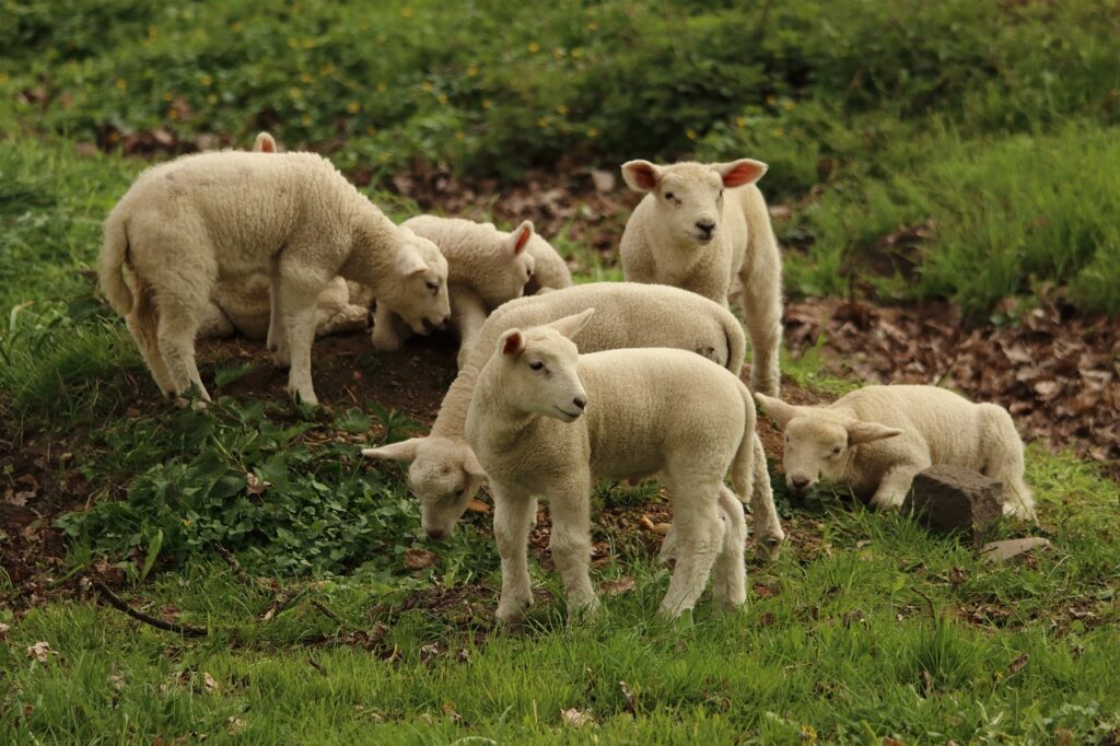 lamb, sheep, animal-2211015.jpg