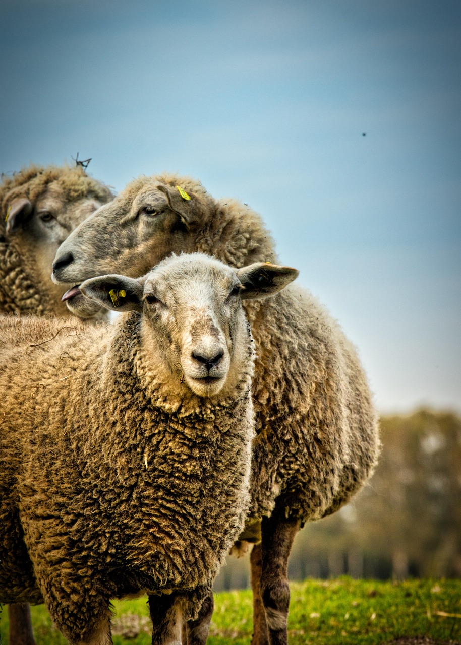sheep, meadow, agriculture-3727046.jpg